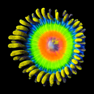 Rasta zoanthid coral polyps