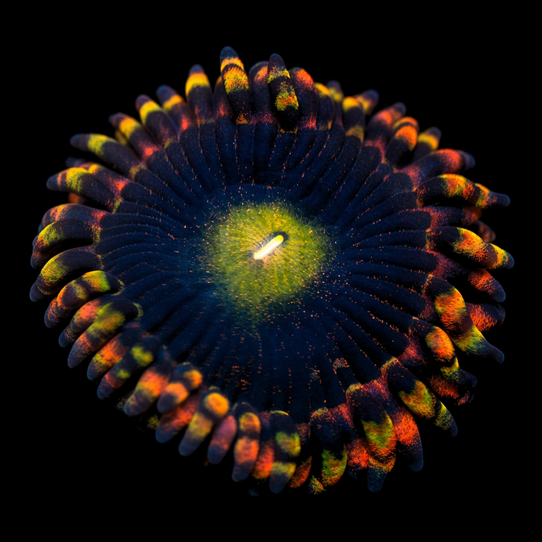CK Antimatter Zoanthid (Zoanthus sp.) polyp on black, top-down view