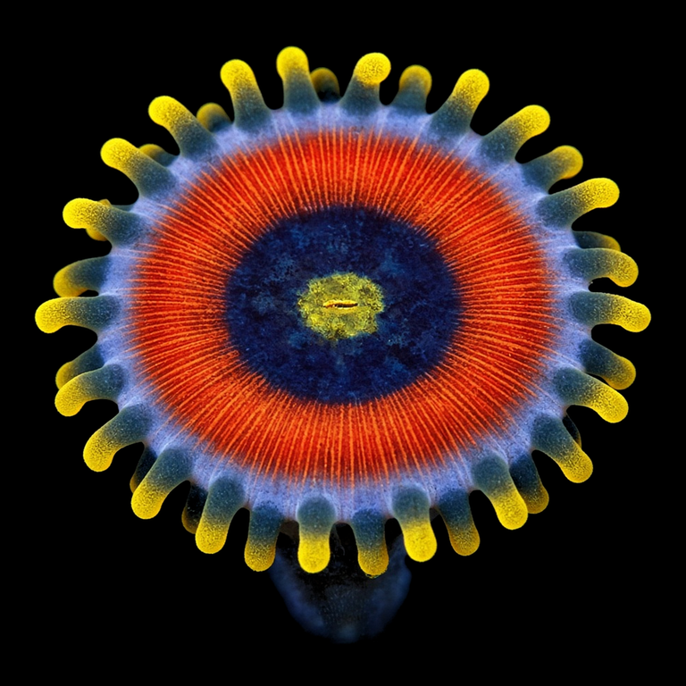 Eagle Eye Zoanthid (Zoanthus sp.) polyp on black, top-down view