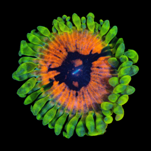 Hallucination zoanthid coral (Zoanthus sp.)