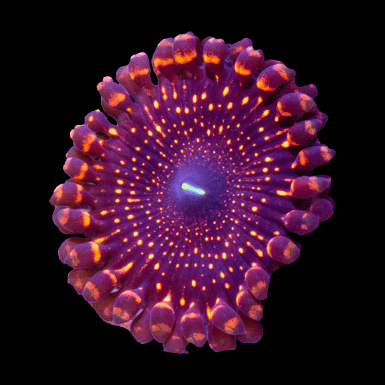Illuminati Zoanthid (Zoanthus sp.)