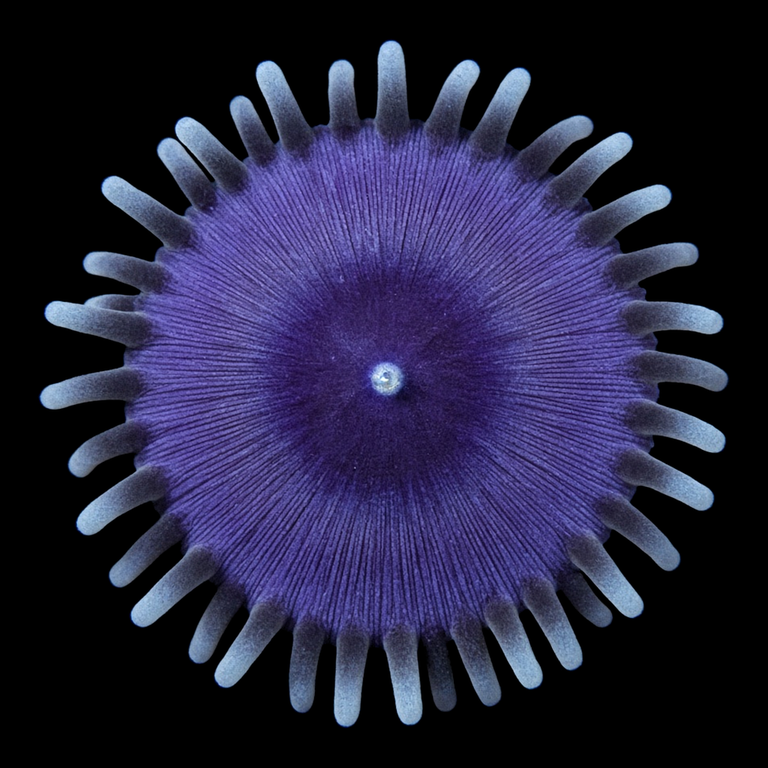 Purple Death Palythoa (Palythoa sp.) polyp on black, top-down view