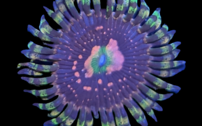 Space Chaos zoanthid coral (Zoanthus sp.)