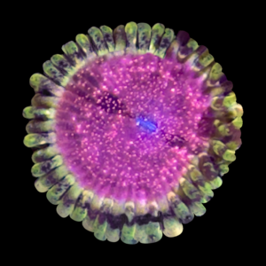 Tyree Space Monster zoanthid coral (Zoanthus sp.)