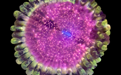 Tyree Space Monster zoanthid coral (Zoanthus sp.)