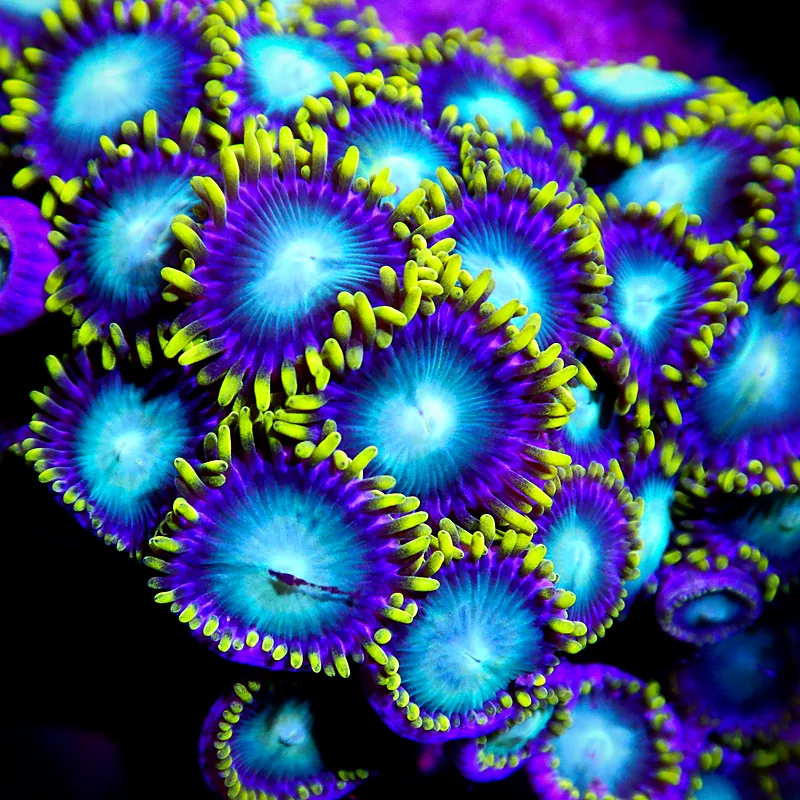 Zoanthid colony with glowing teal centres, violet skirts and yellow tentacle tips