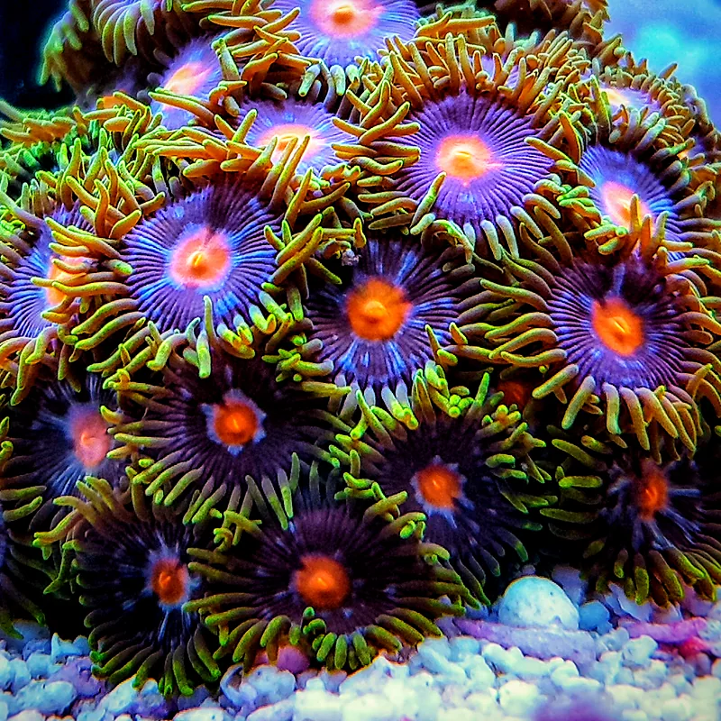 Mound of zoanthids with orange centres and purple faces on a reef rock