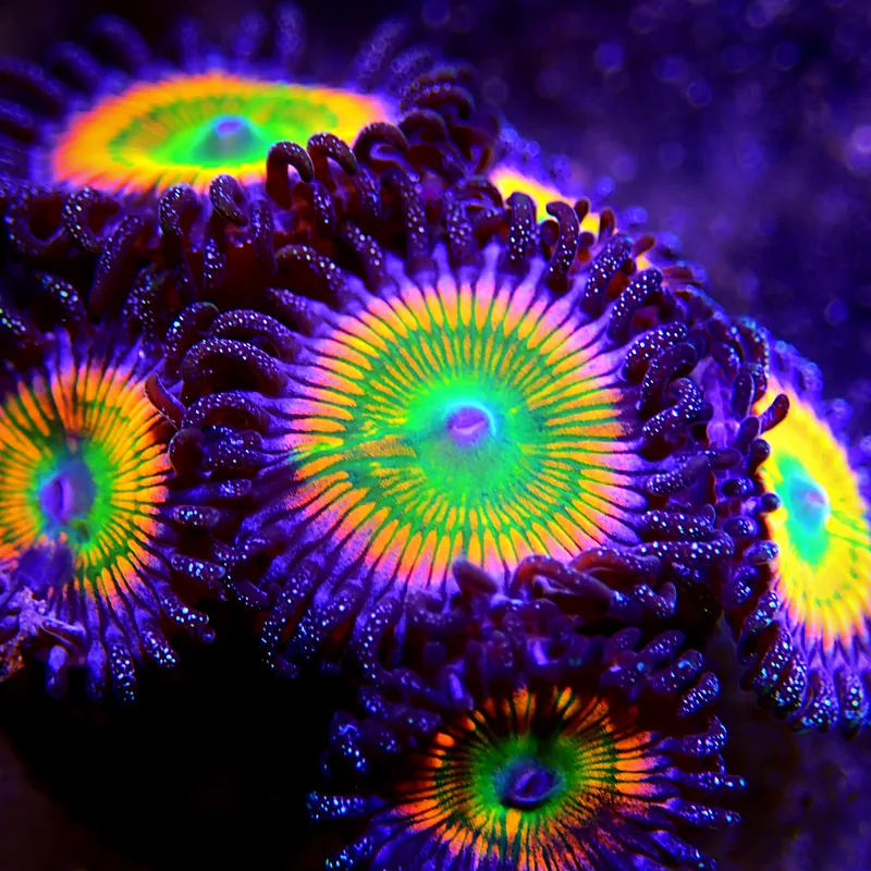 Close-up of a zoanthid polyp with a green centre, orange ring and purple tentacles