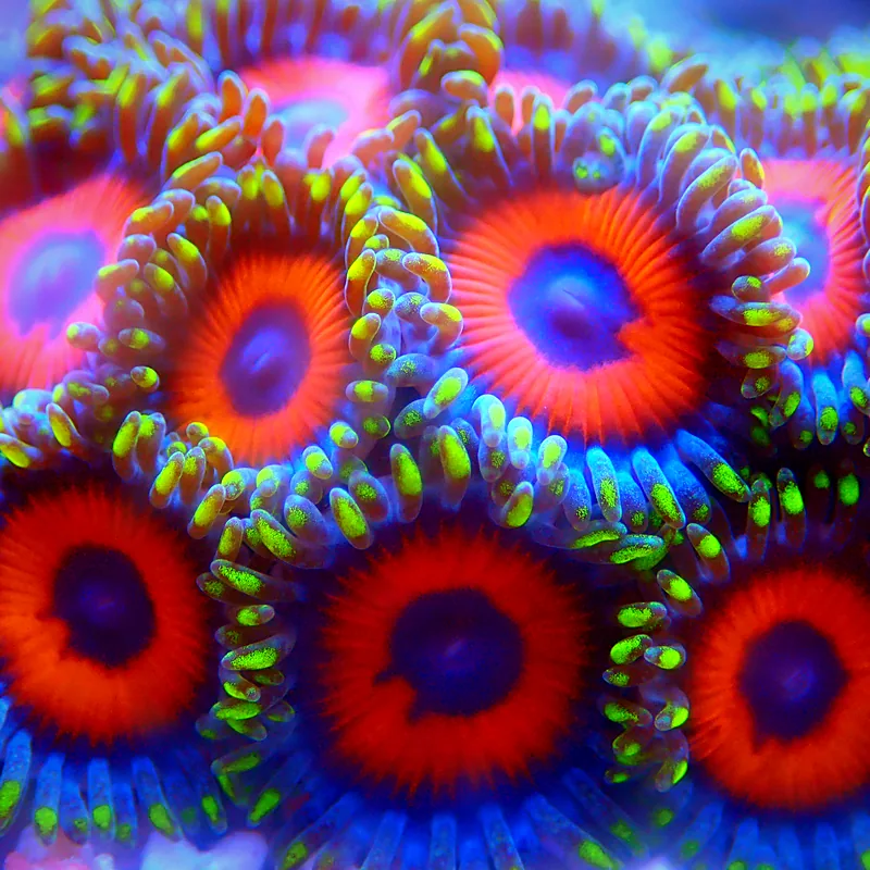 Zoanthid polyps with deep blue centres, red-orange rings and green-tipped tentacles