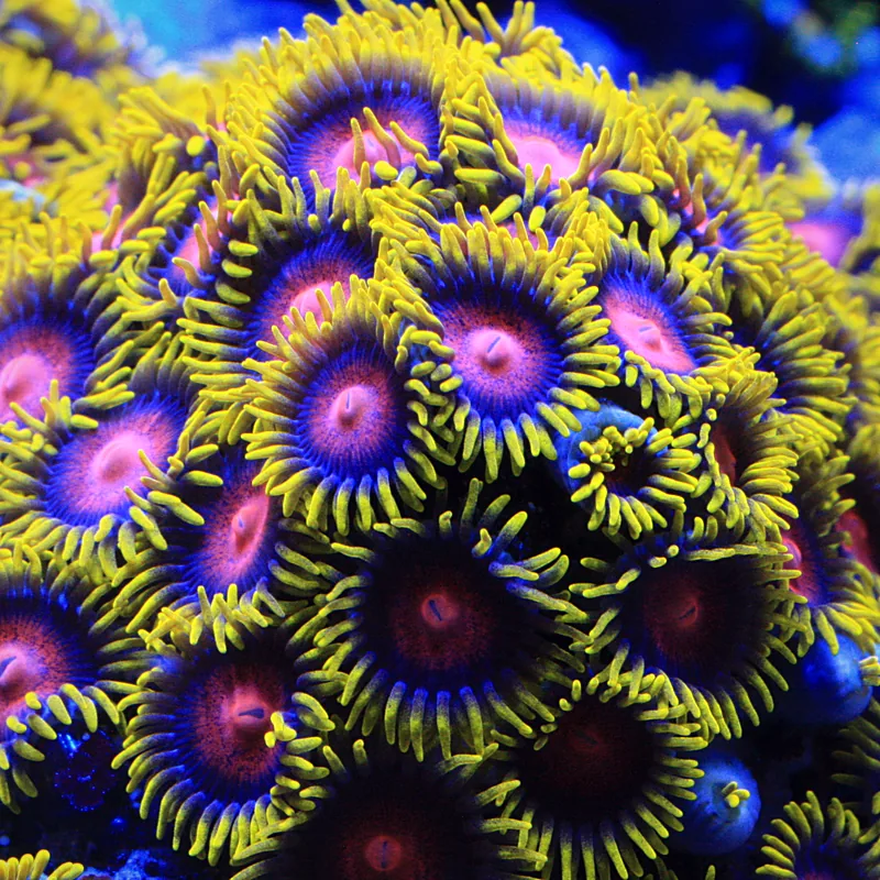 Dense zoanthid colony with pink centres and bright yellow tentacles